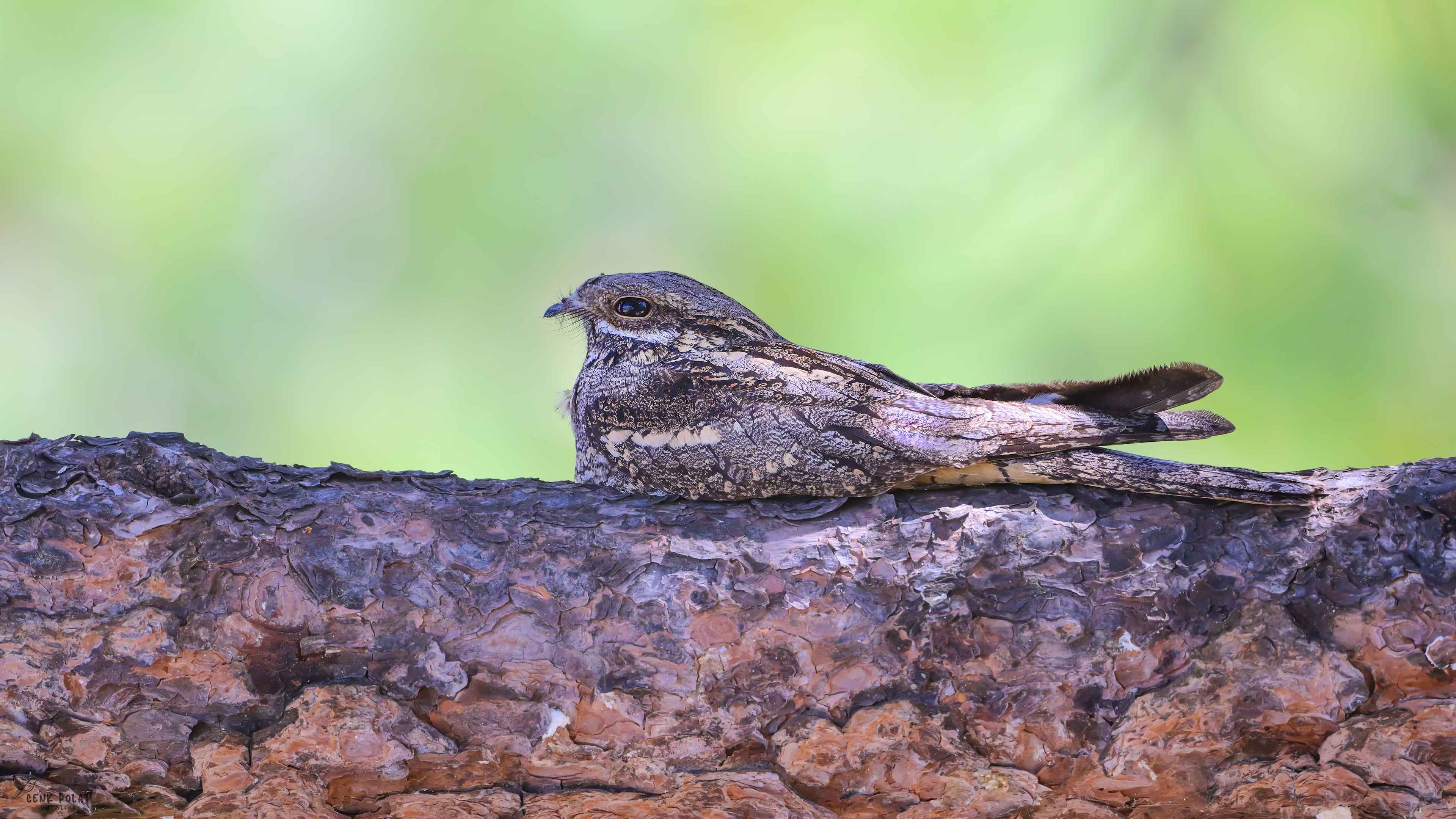 Eurasian Nightjar